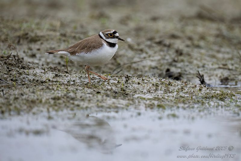 Corriere piccolo (Thinornis dubius) - Little Ringed Plover