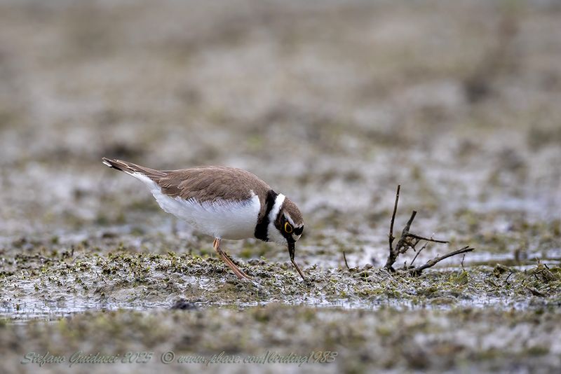 Corriere piccolo (Thinornis dubius) - Little Ringed Plover