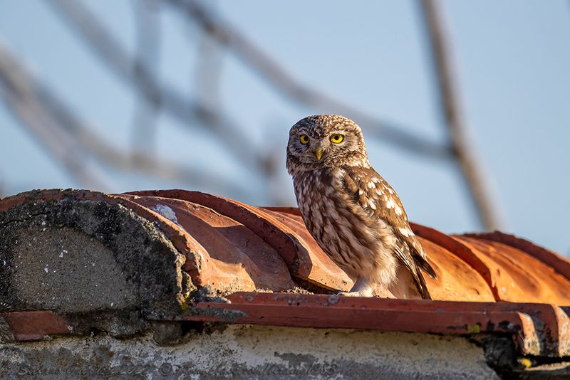 Civetta (Athene noctua) - Little Owl