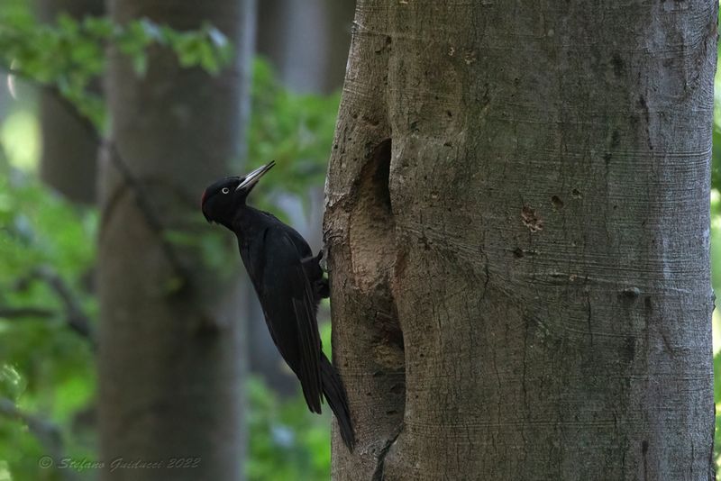 Picchio nero (Dryocopus martius) - Black Woodpecker