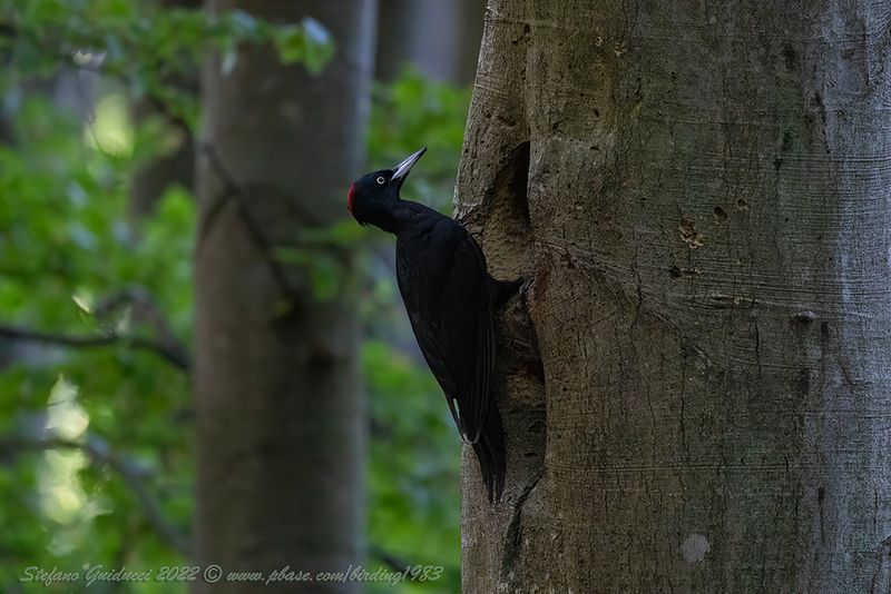 Picchio nero (Dryocopus martius) - Black Woodpecker