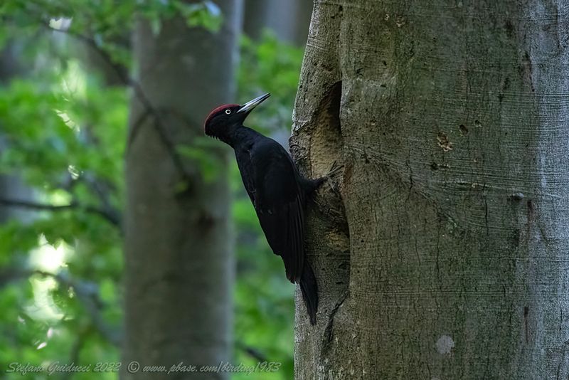 Picchio nero (Dryocopus martius) - Black Woodpecker