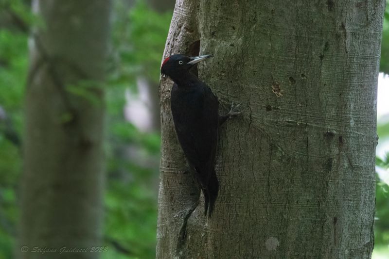 Picchio nero (Dryocopus martius) - Black Woodpecker