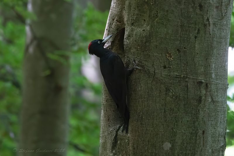 Picchio nero (Dryocopus martius) - Black Woodpecker