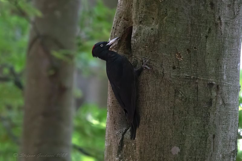 Picchio nero (Dryocopus martius) - Black Woodpecker
