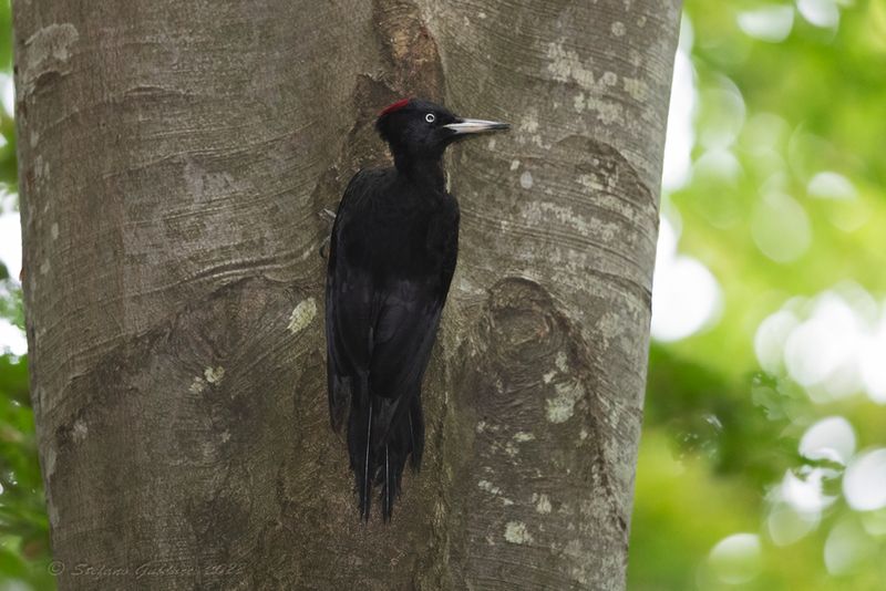 Picchio nero (Dryocopus martius) - Black Woodpecker