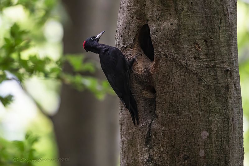 Picchio nero (Dryocopus martius) - Black Woodpecker