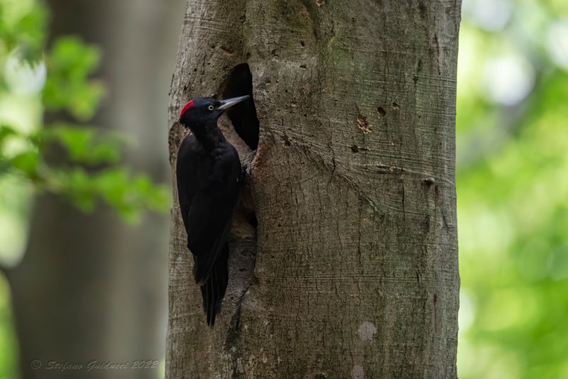 Picchio nero (Dryocopus martius) - Black Woodpecker