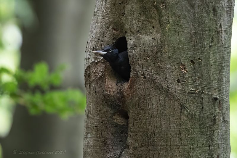 Picchio nero (Dryocopus martius) - Black Woodpecker
