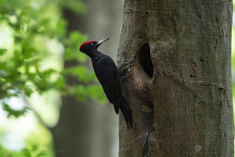 Picchio nero (Dryocopus martius) - Black Woodpecker