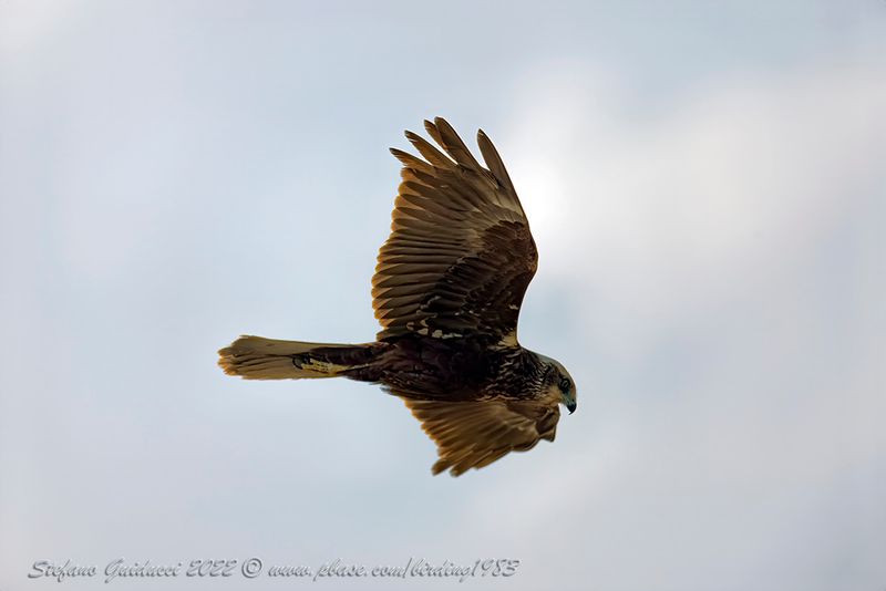 Falco di palude	(Western Marsh Harrier)