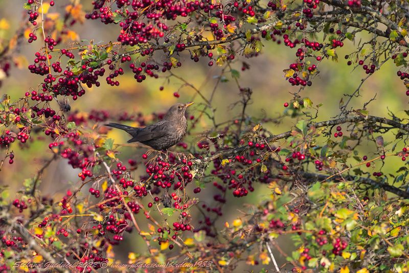 Merlo (Turdus merula) - Blackbird