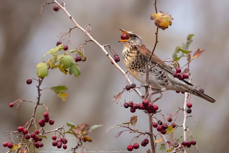 Cesena ( Turdus pilaris ) - Fieldfare