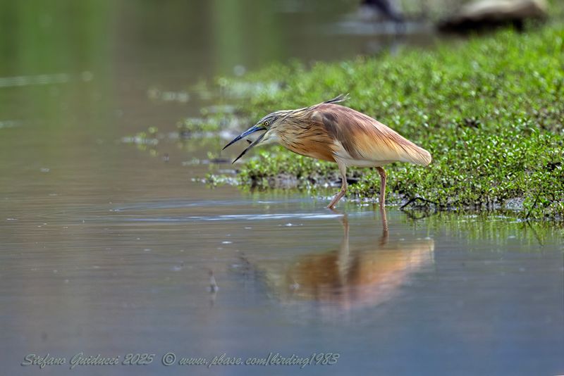 Sgarza ciuffetto (Ardeola ralloides) - Squacco Heron
