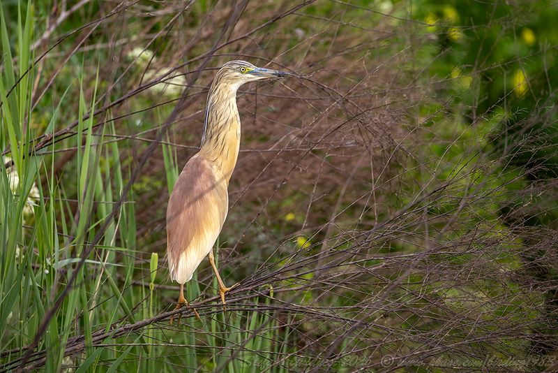 Sgarza ciuffetto (Ardeola ralloides) - Squacco Heron