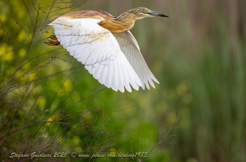 Sgarza ciuffetto (Ardeola ralloides) - Squacco Heron
