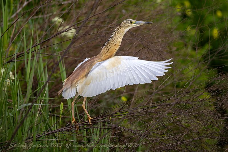 Sgarza ciuffetto (Ardeola ralloides) - Squacco Heron
