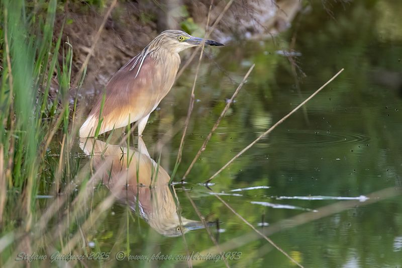 Sgarza ciuffetto (Ardeola ralloides) - Squacco Heron