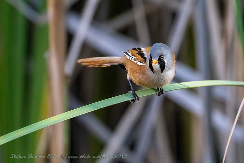 Basettino ♂ (Panurus biarmicus) - Bearded reedling