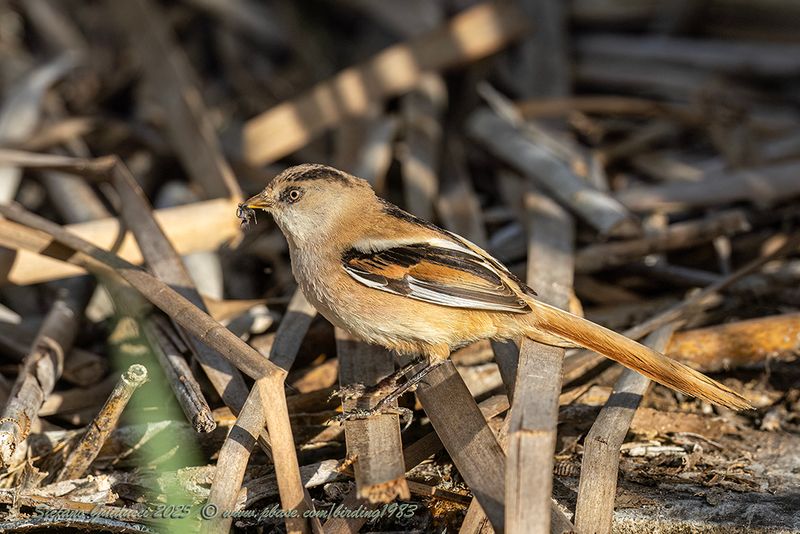 Basettino juv. (Panurus biarmicus) - Bearded reedling