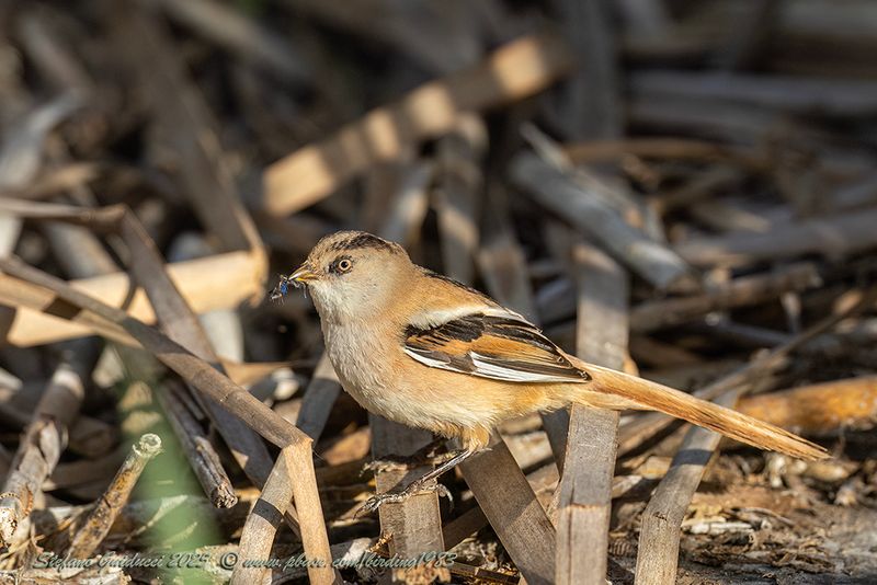 Basettino juv. (Panurus biarmicus) - Bearded reedling