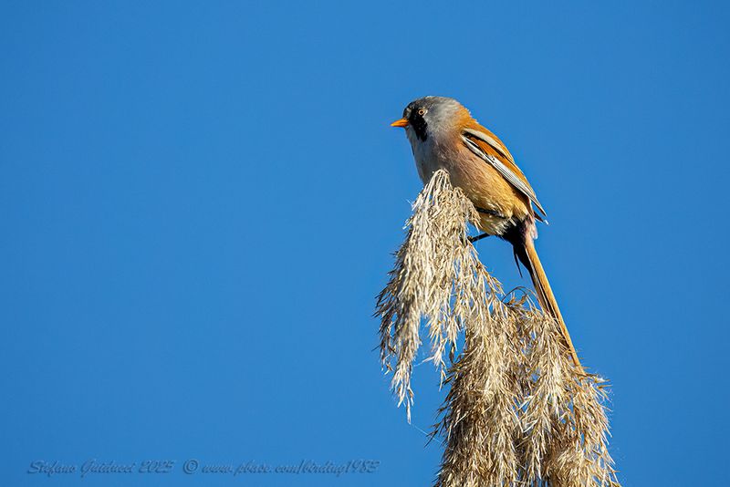 Basettino ♂ (Panurus biarmicus) - Bearded reedling