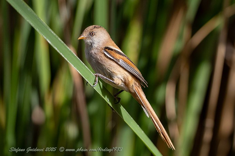 Basettino juv. (Panurus biarmicus) - Bearded reedling