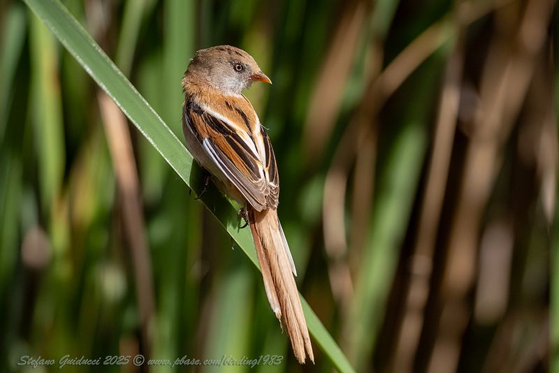 Basettino juv. (Panurus biarmicus) - Bearded reedling