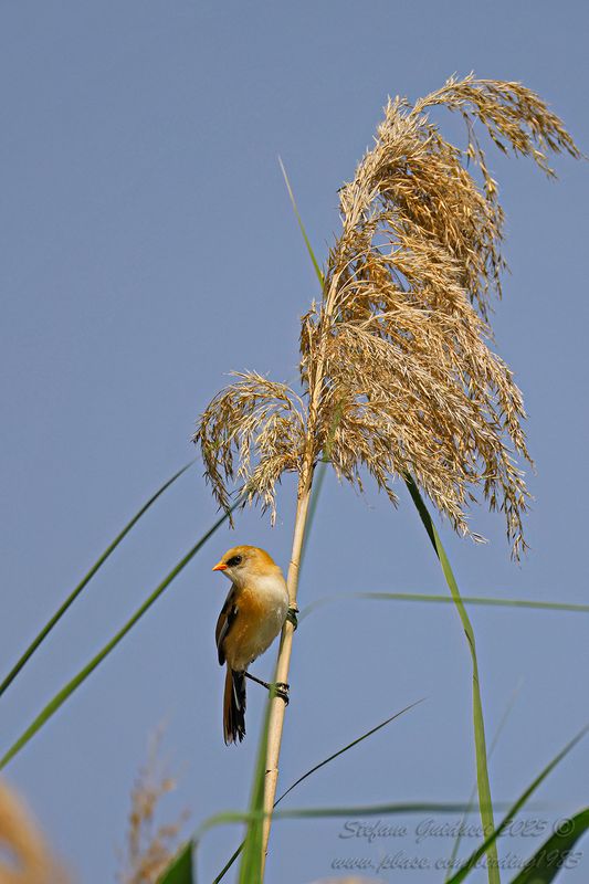 Basettino juv. (Panurus biarmicus) - Bearded reedling