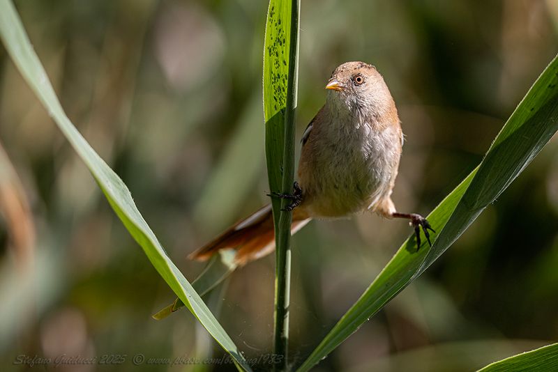 Basettino juv. (Panurus biarmicus) - Bearded reedling