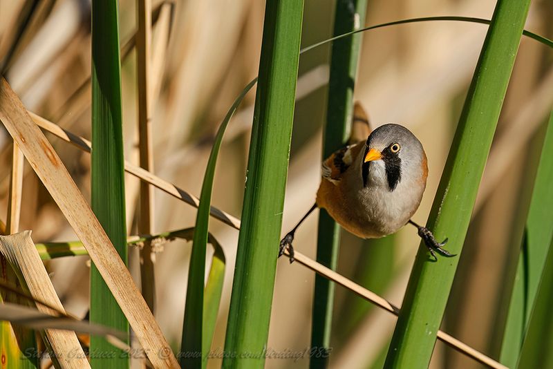 Basettino ♂ (Panurus biarmicus) - Bearded reedling