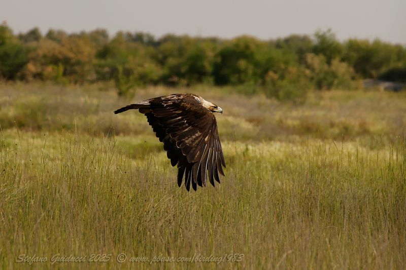 Aquila imperiale iberica ♂ (Aquila adalberti) - Spanish imperial eagle