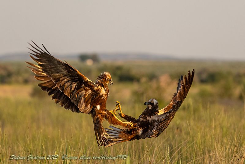 Falco di palude (Circus aeruginosus) - Marsh-Harrier