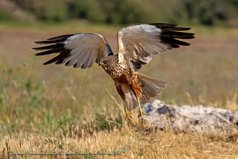 Falco di palude (Circus aeruginosus) - Marsh-Harrier