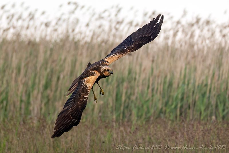 Falco di palude (Circus aeruginosus) - Marsh-Harrier