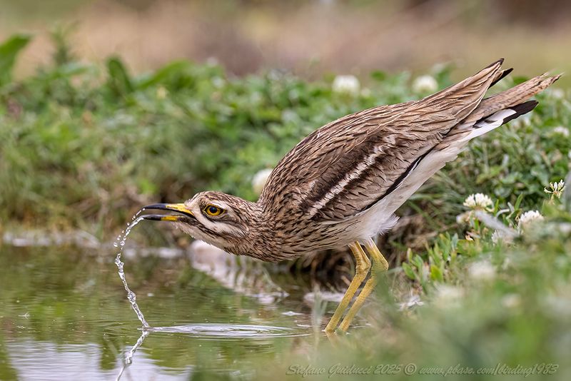 Occhione (Burhinus oedicnemu) - Eurasian Thick-knee
