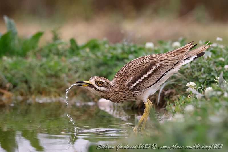 Occhione (Burhinus oedicnemu) - Eurasian Thick-knee