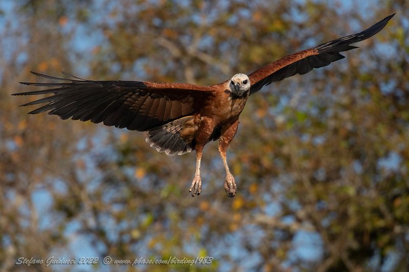 PANTANAL - Birds