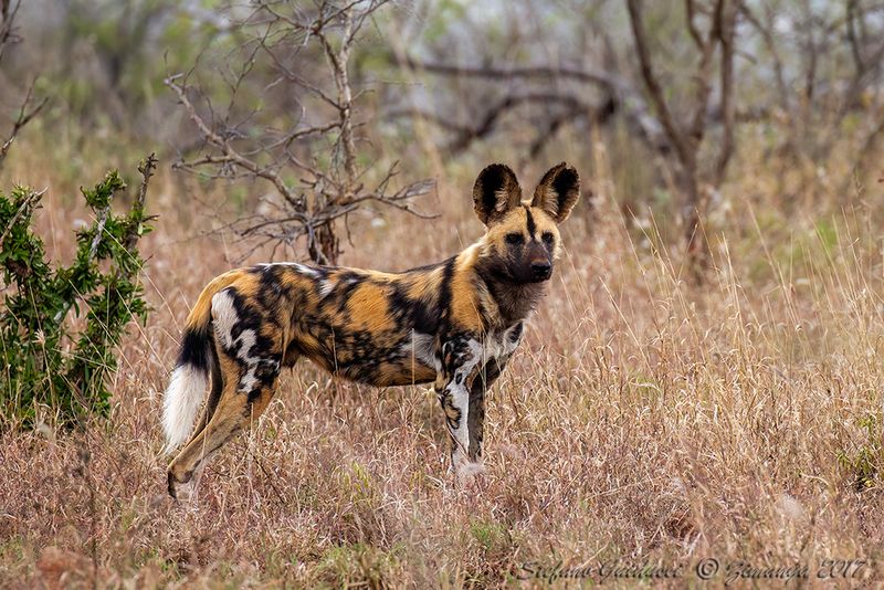 Licaone (Lycaon pictus)