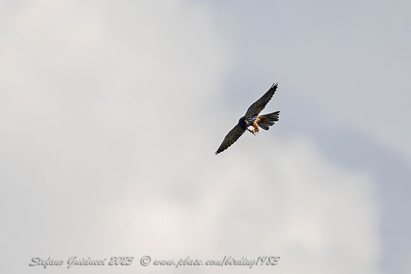 Lodolaio (Falco subbuteo) - Eurasian Hobby