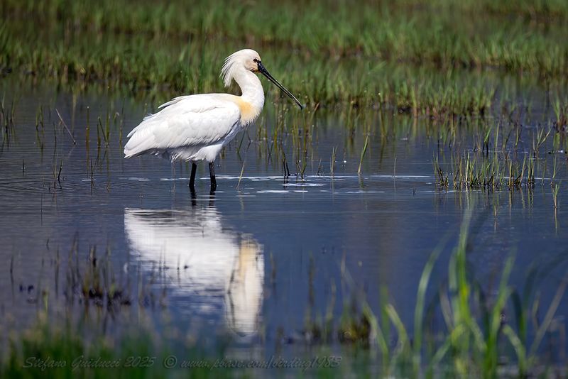 Spatola (Platalea leucorodia) - Eurasian Spoonbill