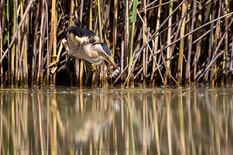 Tarabusino (Ixobrychus minutus) - Little Bittern