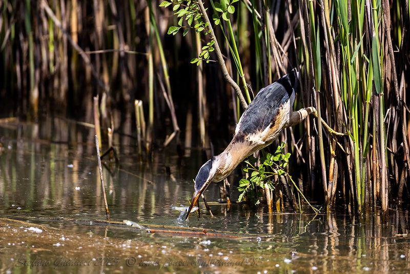 Tarabusino (Ixobrychus minutus) - Little Bittern