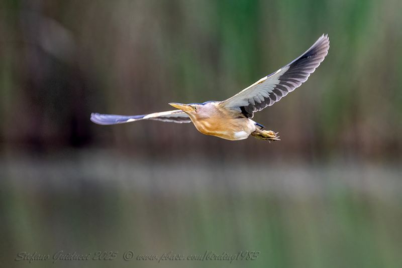 Tarabusino (Ixobrychus minutus) - Little Bittern