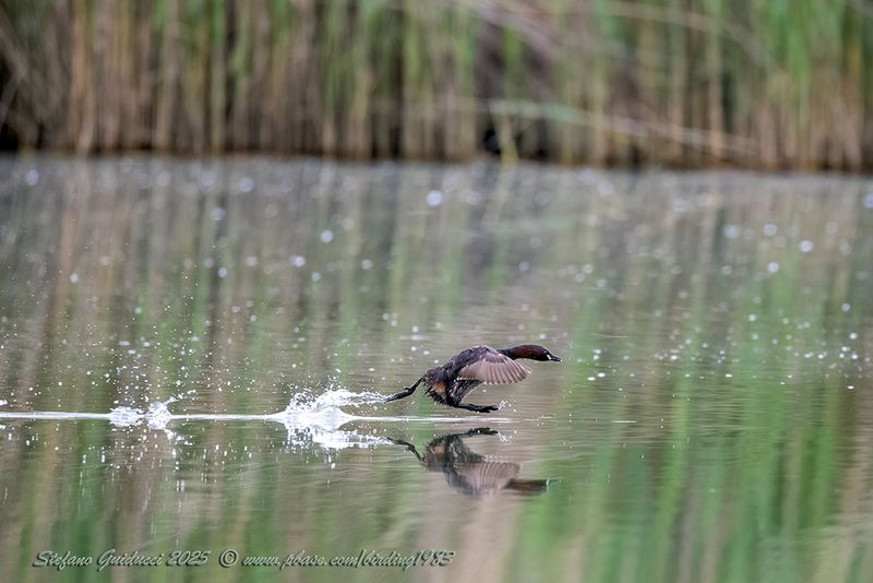 Tuffetto (Tachybaptus ruficollis) - Little Grebe