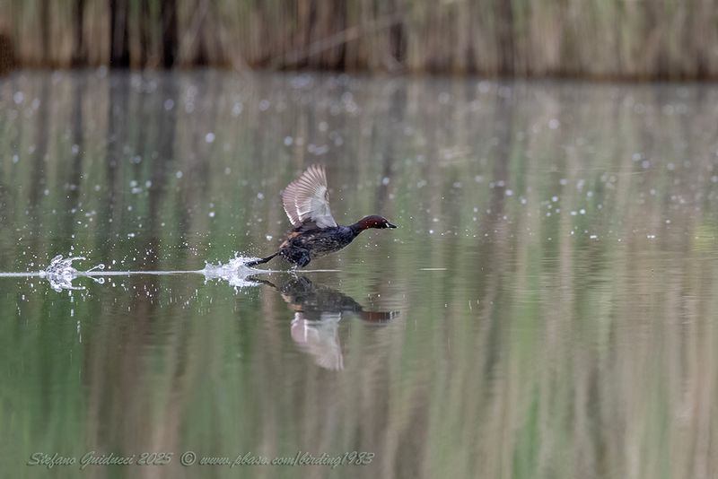 Tuffetto (Tachybaptus ruficollis) - Little Grebe