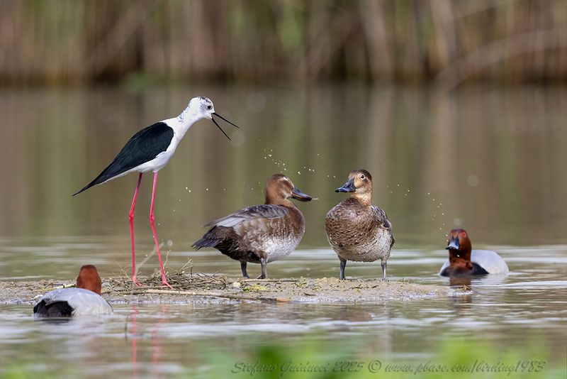 Moriglione (Aythya ferina) - Common Pochard