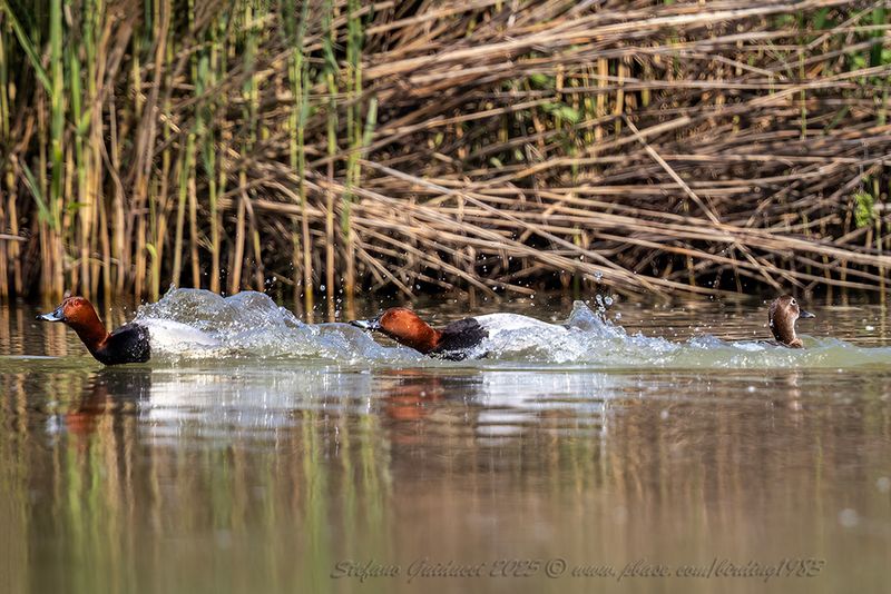 Moriglione (Aythya ferina) - Common Pochard