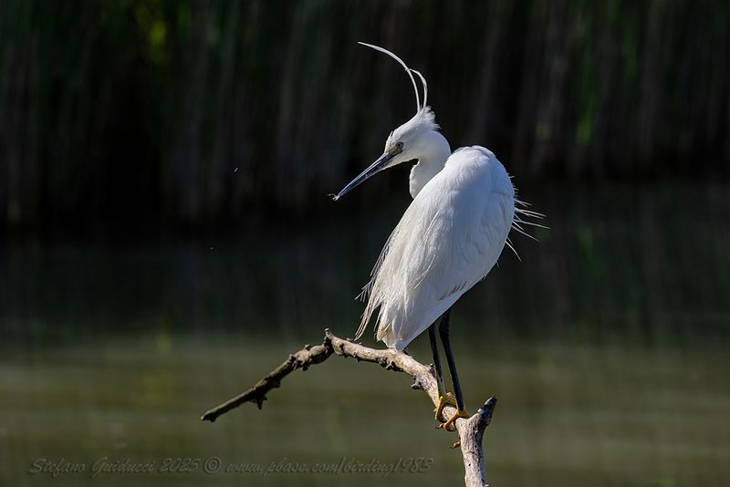 Garzetta (Egretta garzetta) - Little egret