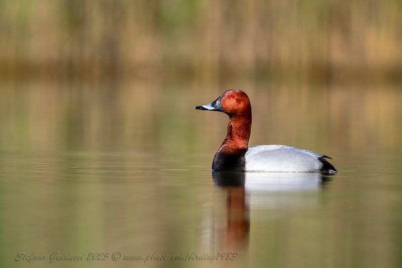 Moriglione (Aythya ferina) - Common Pochard